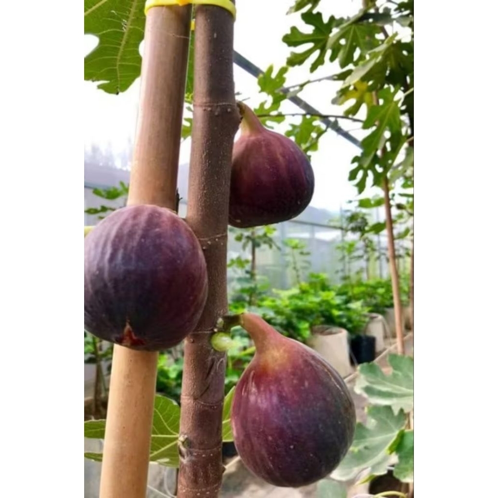 bibit buah tin super rasanya manis