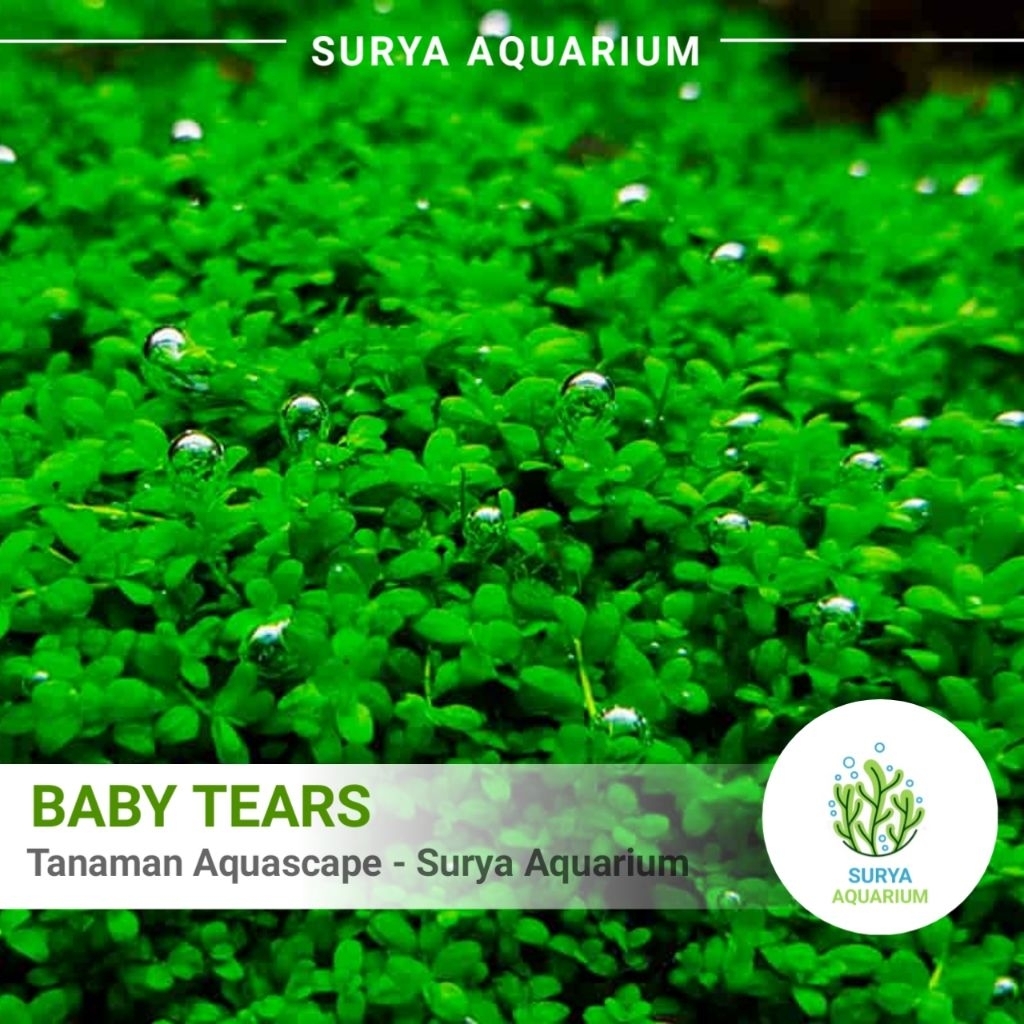 Tanaman Aquascape Baby Tears - Tanaman Carpetan/Tanaman Aquascape