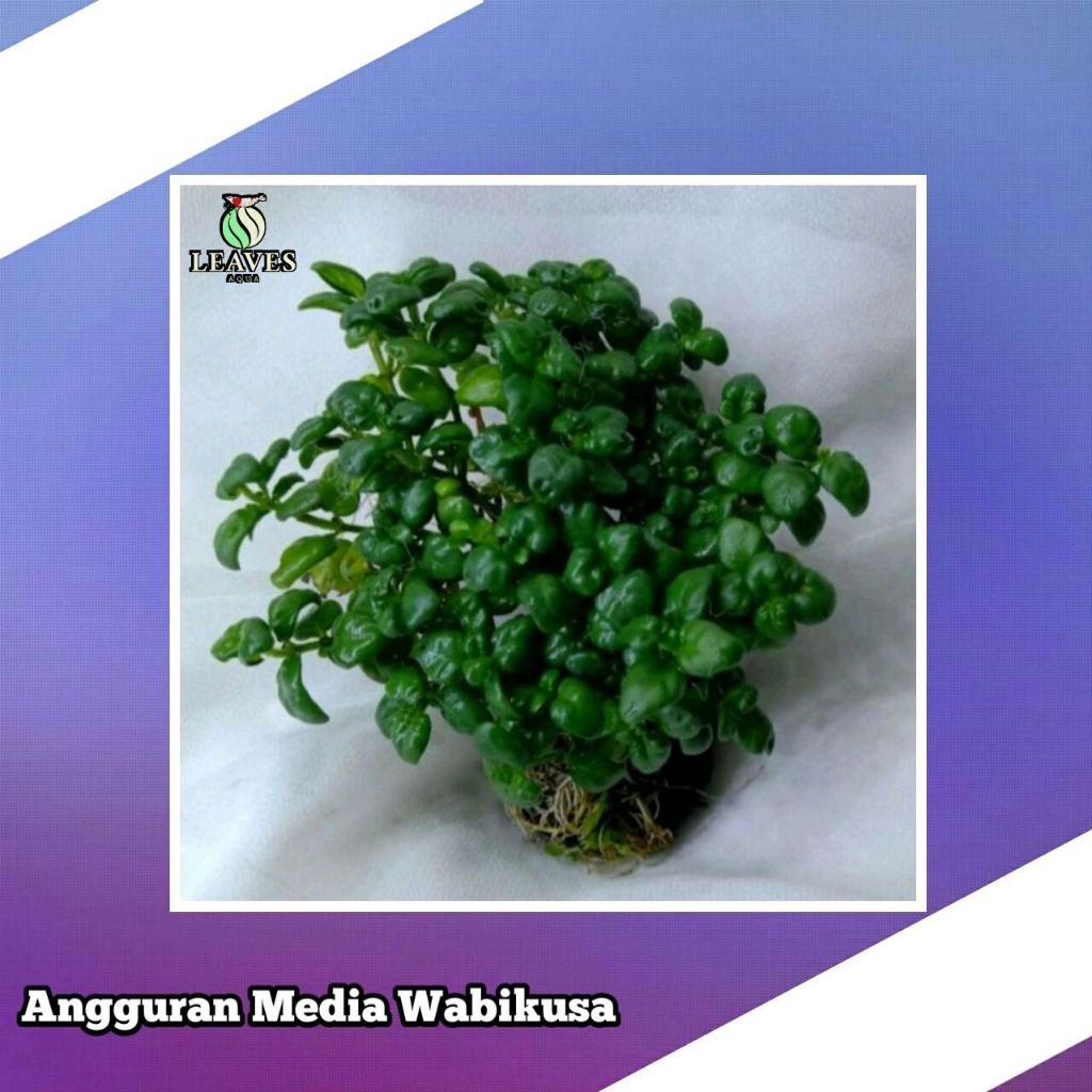 angguran tanaman hias aquascape 1 wabikusa