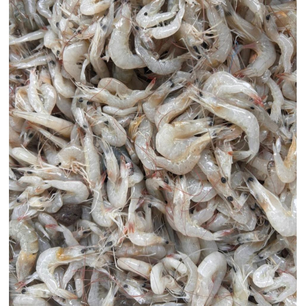 udang  peyek