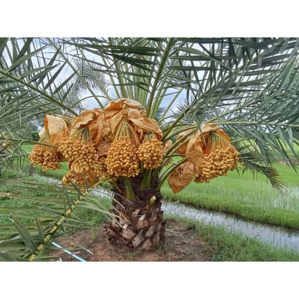 Pohon kurma azwa//Bibit kurma