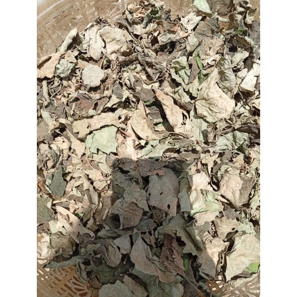 daun nilam kering bahan dasar minyak wangi 1000 gram