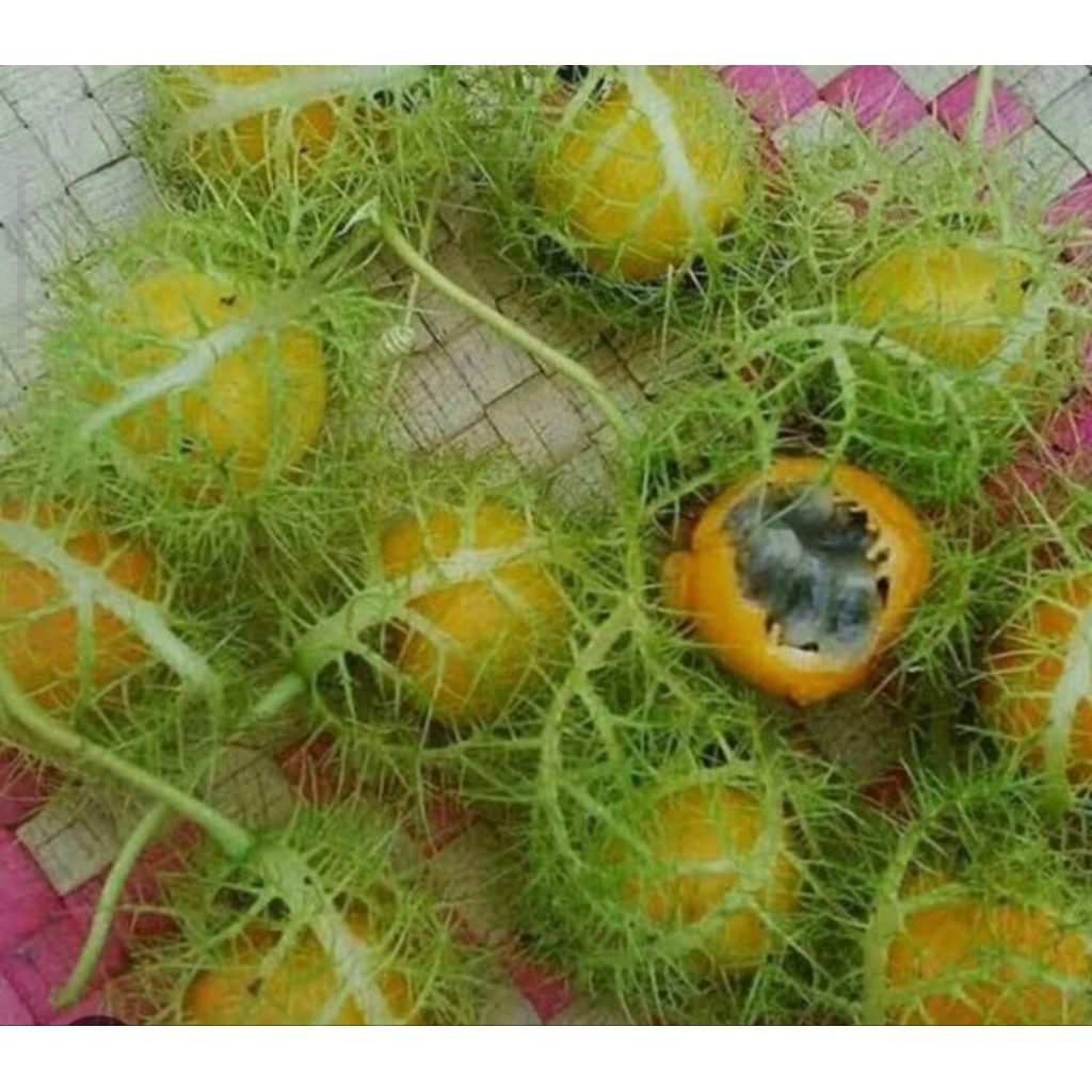 Buah Rambusa per 1 Pcs, Mermot, Rambutan Hutan, Markisa Mini Fresh, di petik saat ada order
