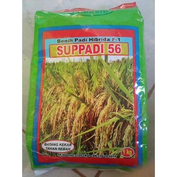 Benih Padi Suppadi 56 Original Hasil Tinggi