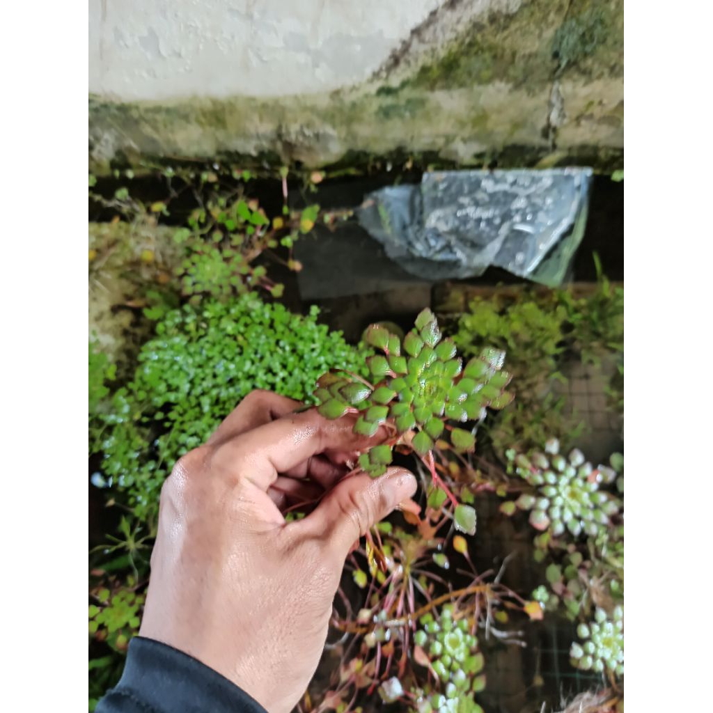 ludiwiga sidoides tanaman apung hiasan aquarium