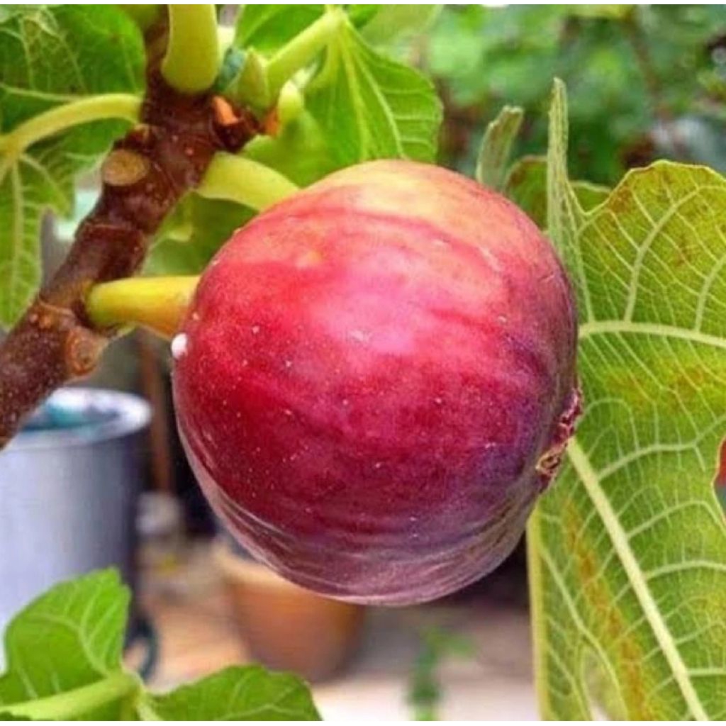 Cangkok Buah Tin Red Palestine Jumbo Manis Segar
