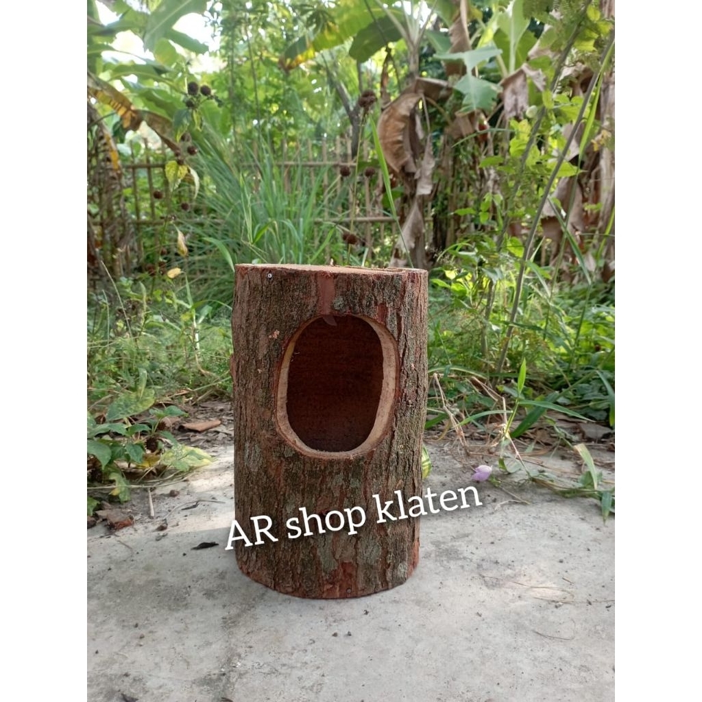 Glodok pohon burung murai