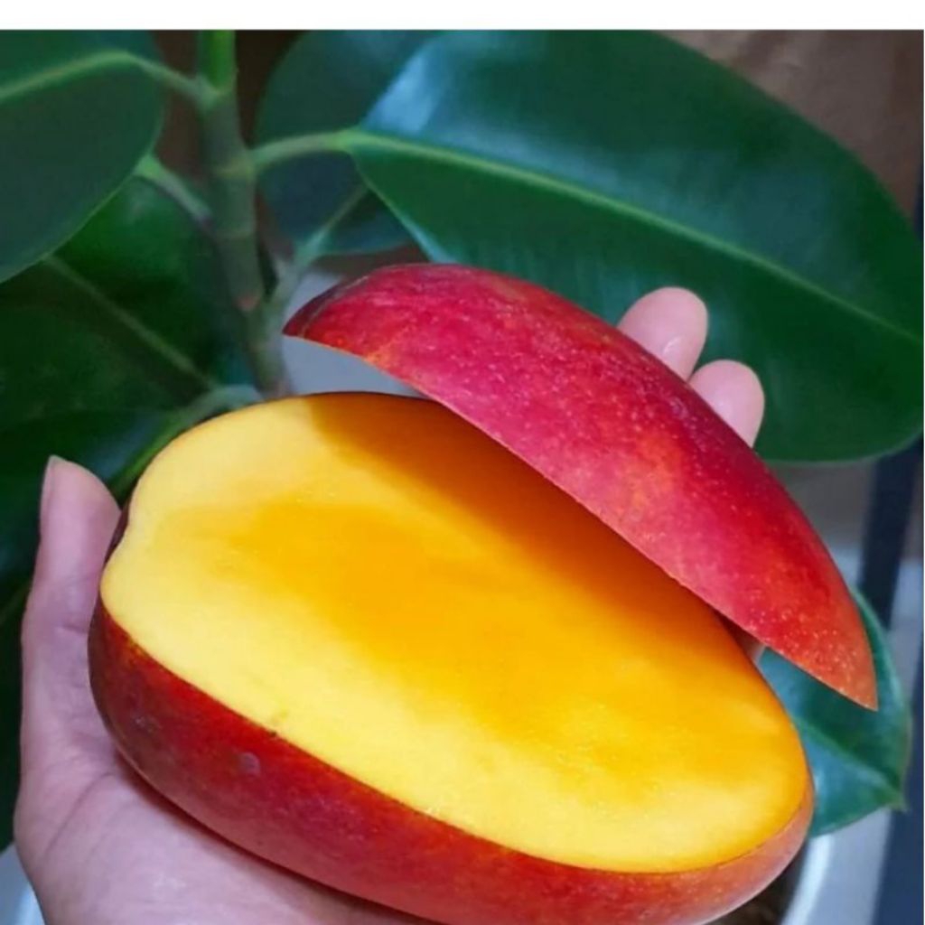 BIBIT POHON MANGGA MIYAZAKI(CEPAT BERBUAH)