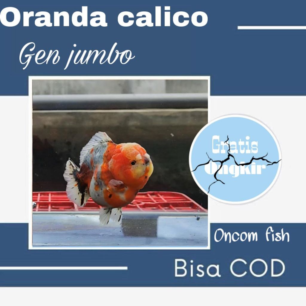 hiasan aquarium Oranda Calico gen jumbo size 10-11
