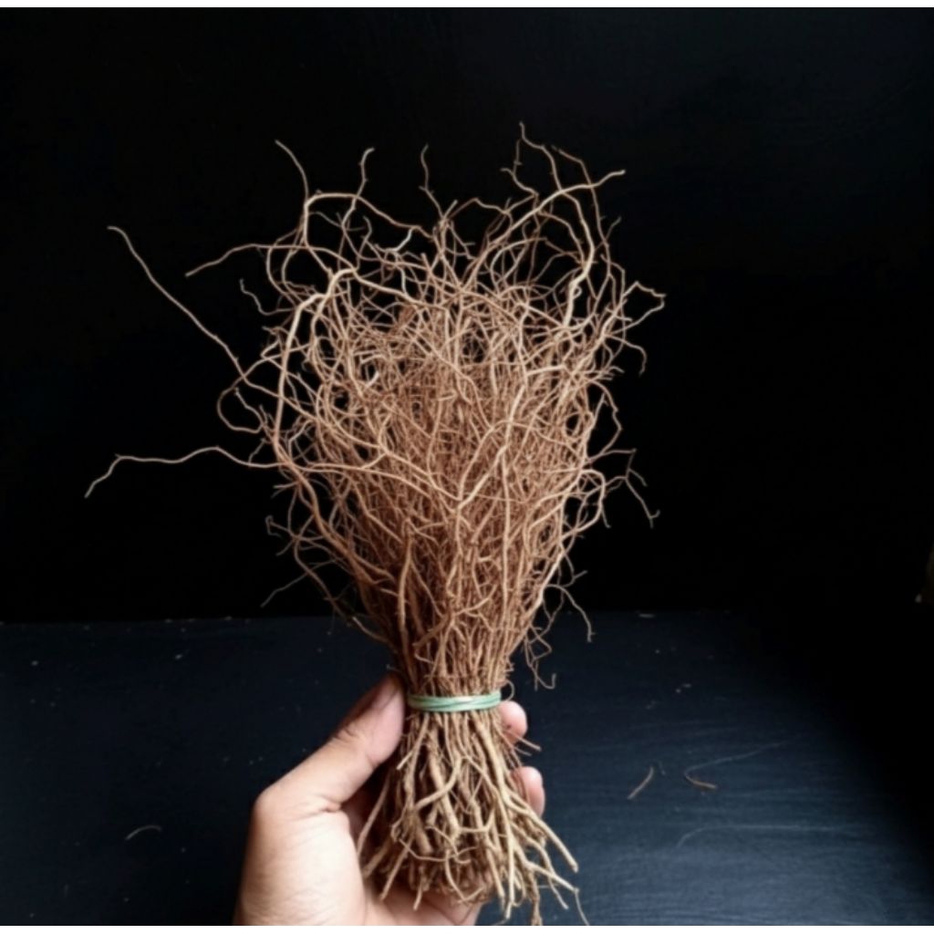 akar senggani Aquascape