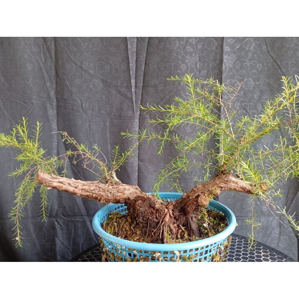 BAHAN CUCUR ATAP / SAPU-SAPU