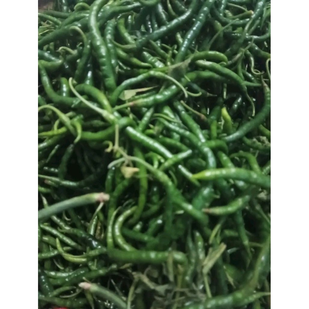 cabe keriting hijau cabe panjang dijamin segar