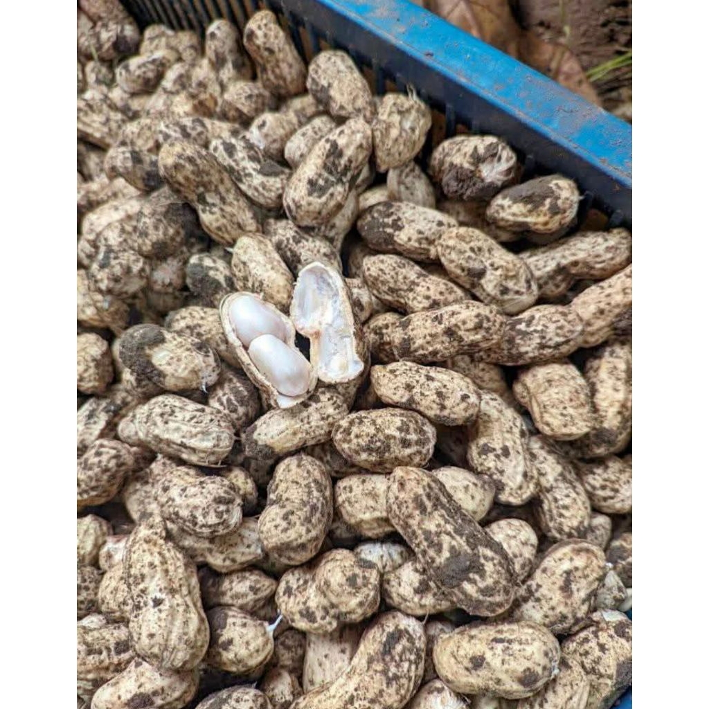 kacang tanah mentah boyolali 1kg