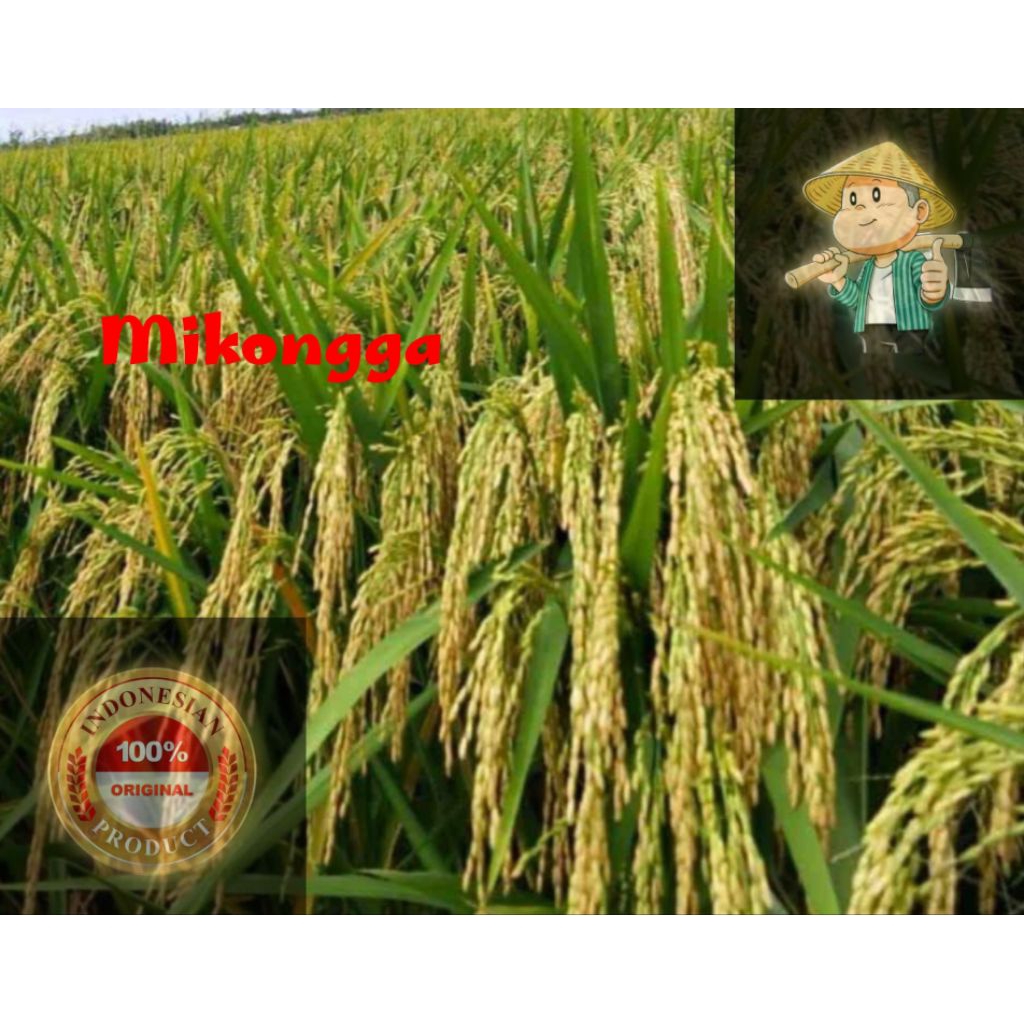 BENIH PADI MEKONGGA SUPER UNGGULAN PARAPETANI HANDAL 5KG