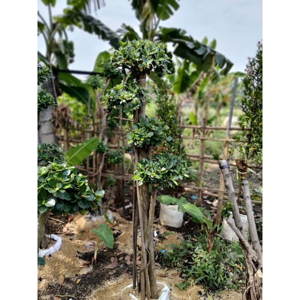 Bonsai beringin dolar Korea bonsai taman