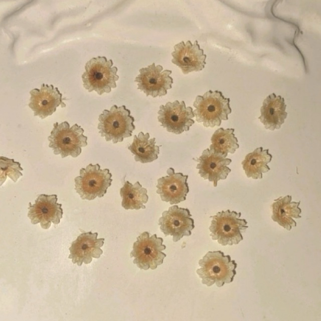 Bunga edelweiss kering resin bunga keabadian untuk resin clay