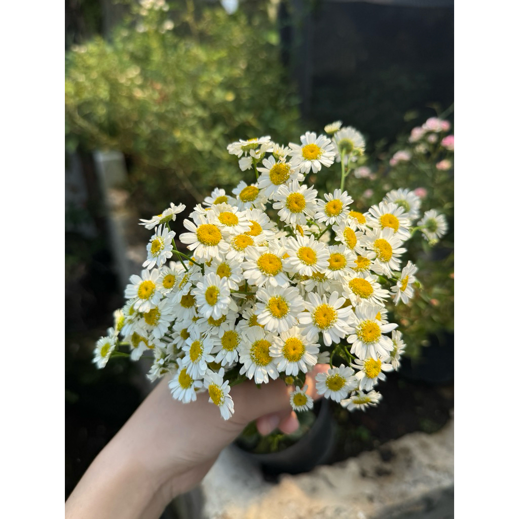 Chamomile flower | Edible Flower