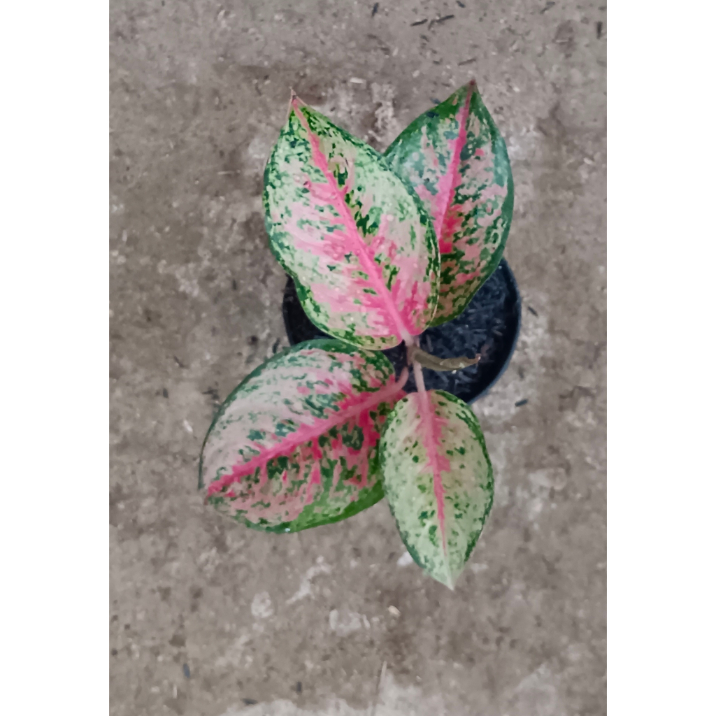 AGLAONEMA "SWEET DREAM"