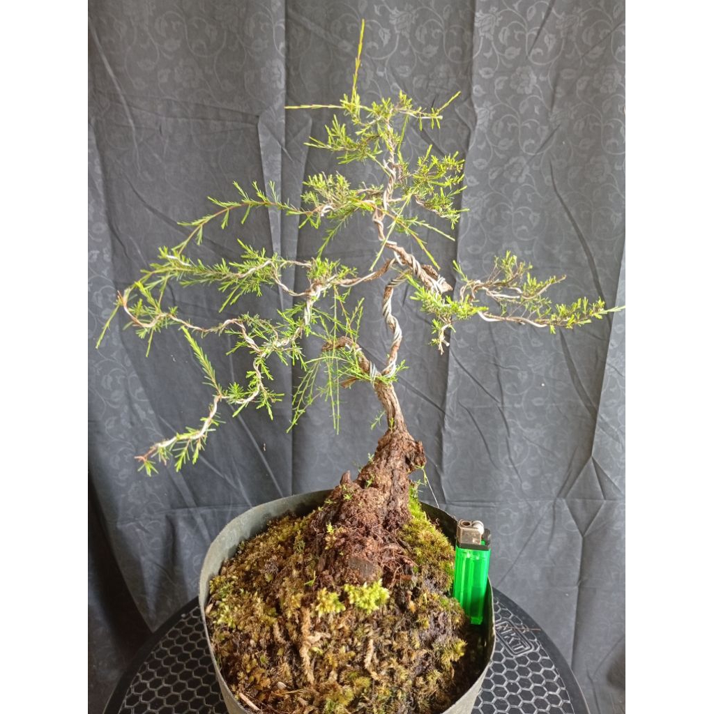 BAHAN BONSAI CUCUR ATAP /SAPU - SAPU