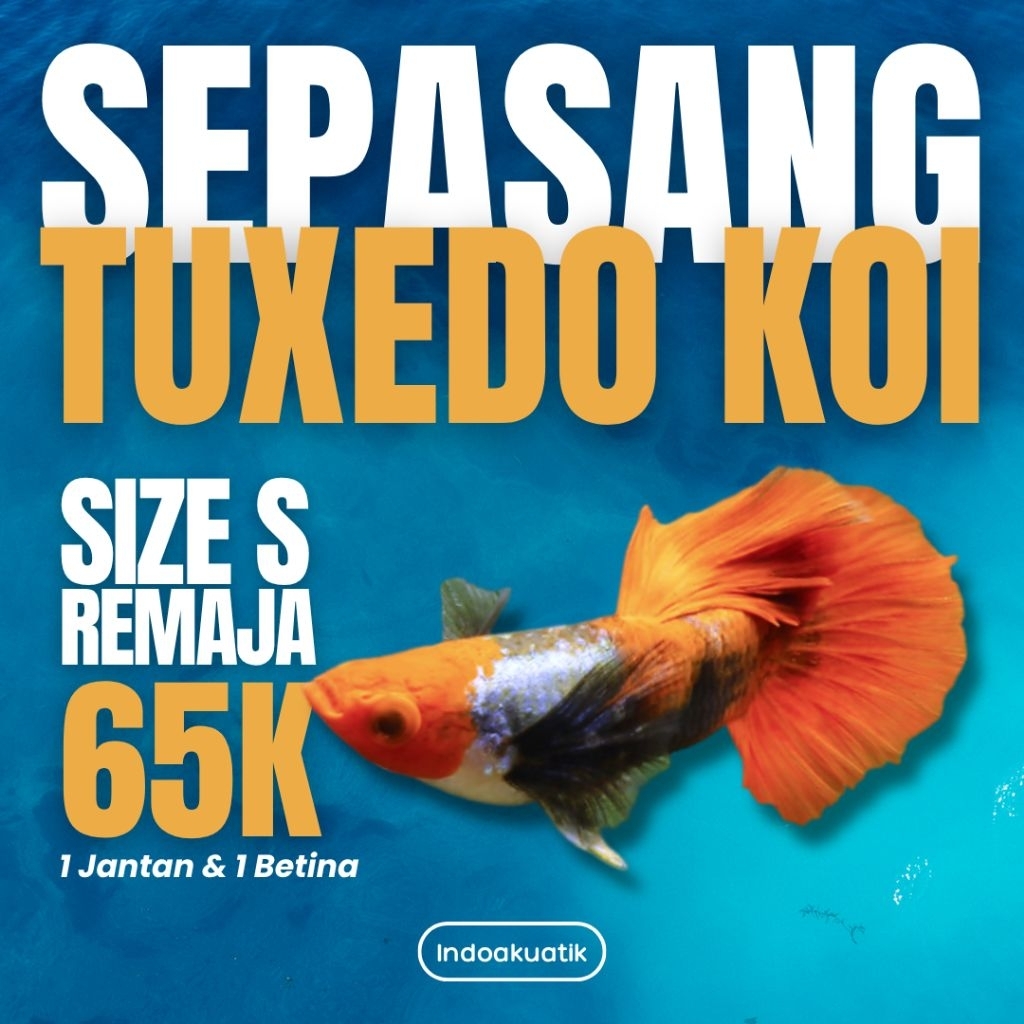 Tuxedo Koi Butterfly - Garansi 100% Puas