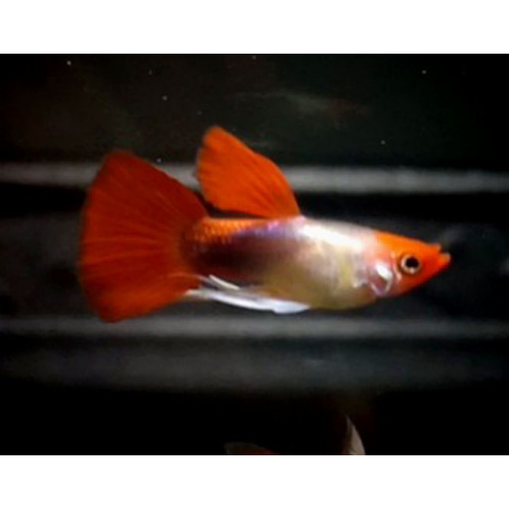 sticker Guppy PRT koi shortbody ribbon