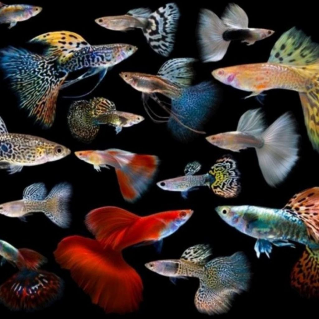 Kumpulan Ikan Guppy Cendolan Hiasan aquarium per 5/10/15/20 ekor