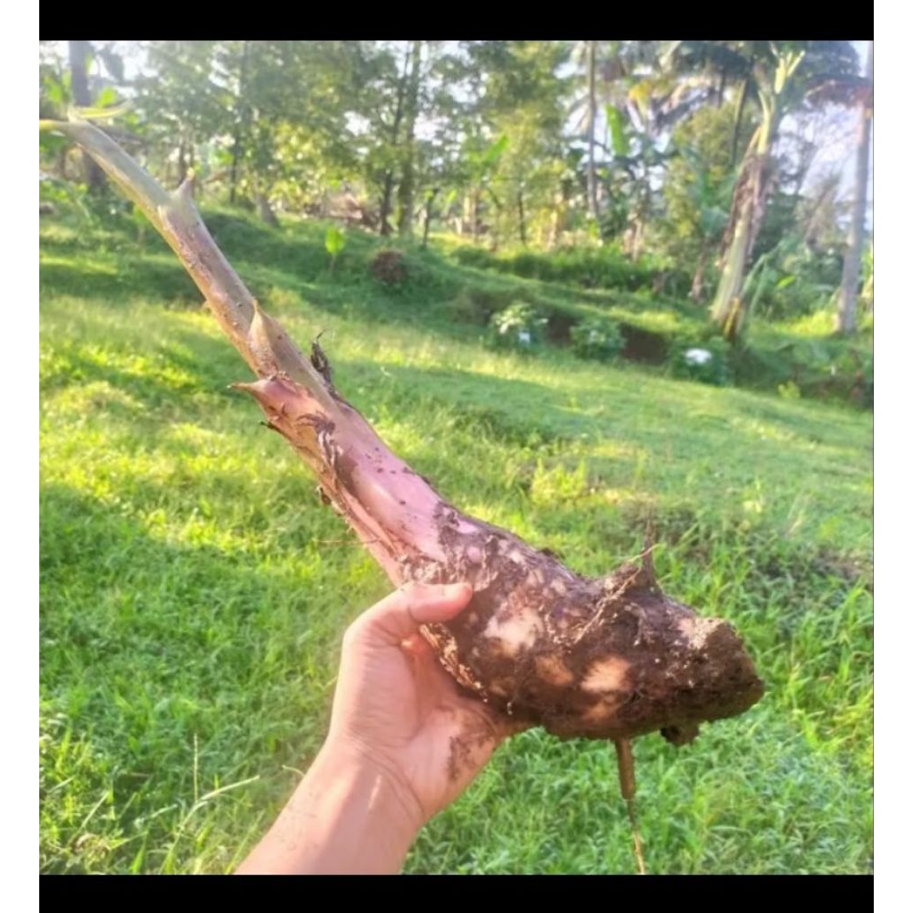 BIBIT PISANG TANDUK DARI WILAYAH LAMPUNG