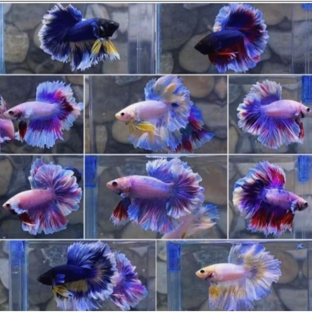 ikan Cupang hiasan HM Ekor Lebar Size M  PROMOOO