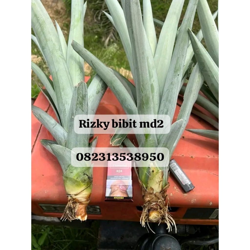 20 bibit nanas madu super tanpa duri