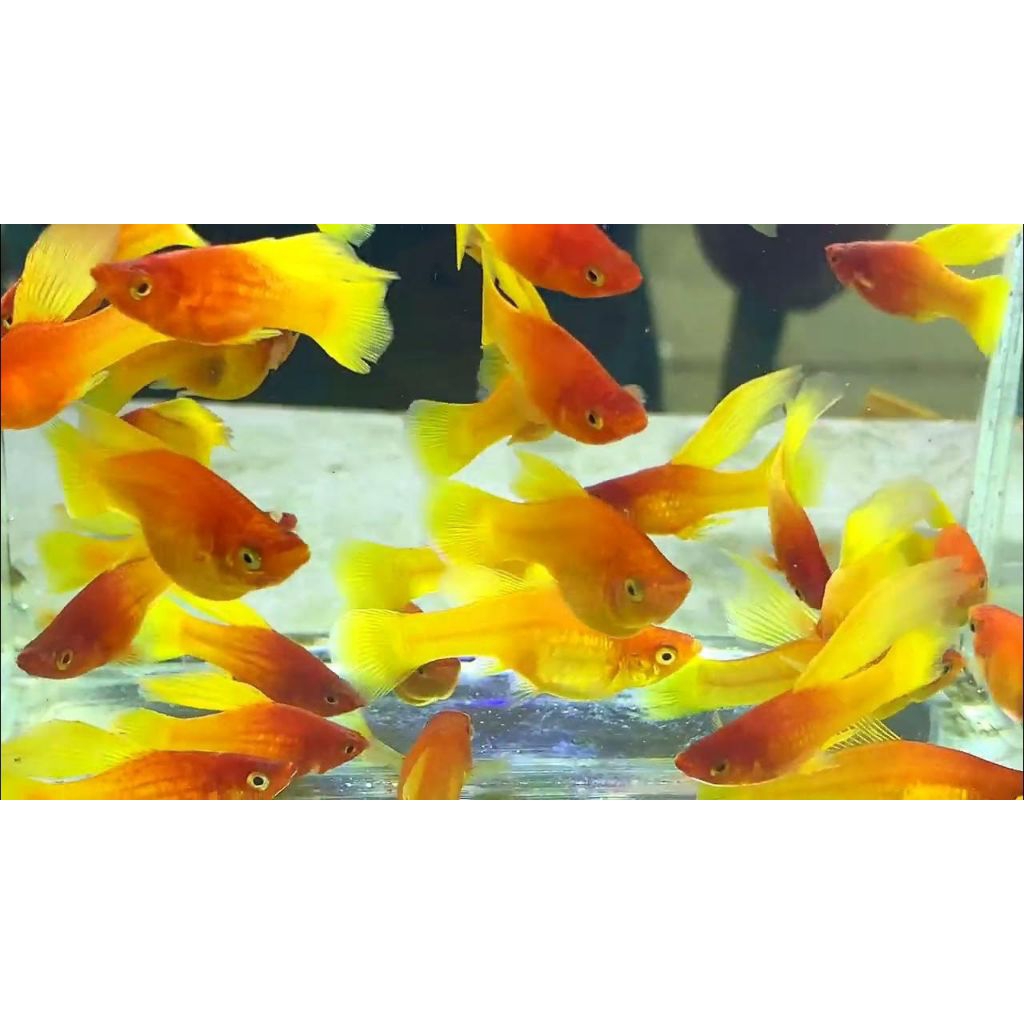 platy sunrise hifin 10 pcs