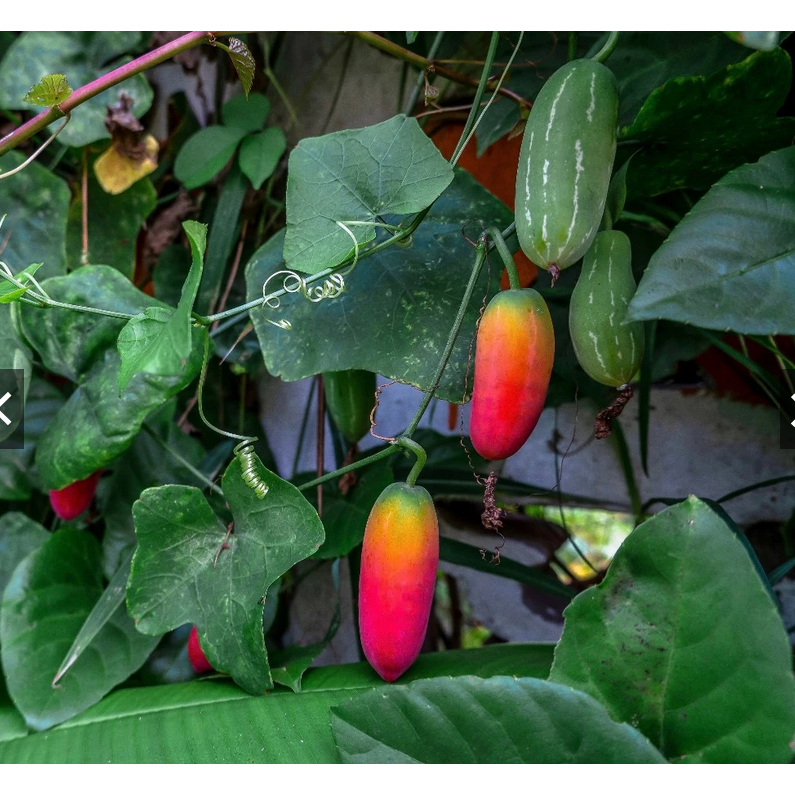 10 Benih Timun Tikus Timun Padang Coccinia Grandis