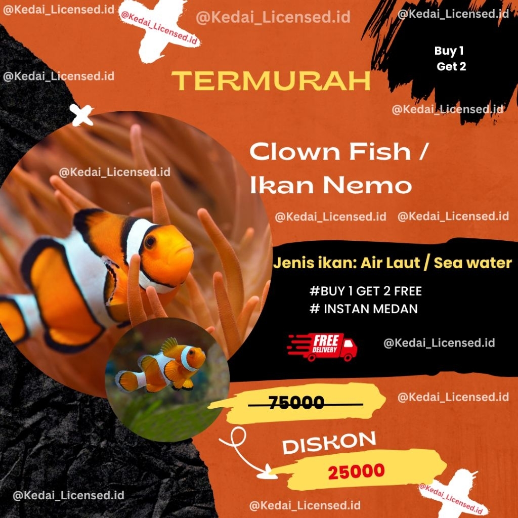 IKAN NEMO I CLOWNFISH SEA WATER I IKAN BADUT I INSTAN MEDAN I TERMURAH