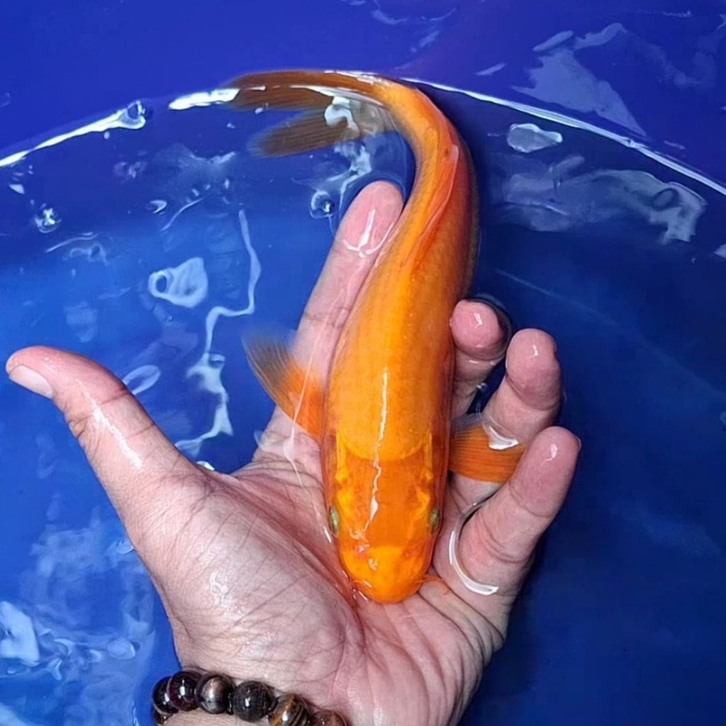 Ikan Koi Blitar Jenis Kumpay Slayer / Rumah Koi Jakarta / kode 0014