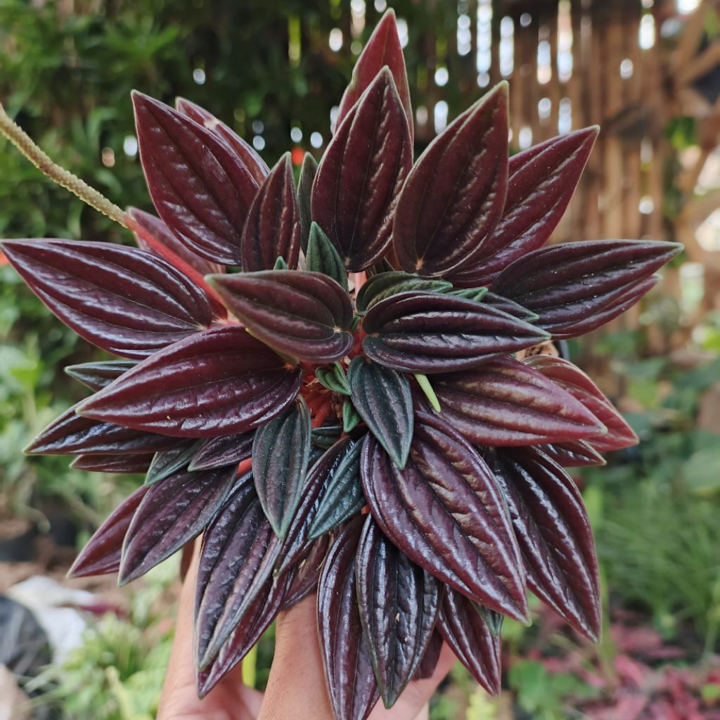 Peperomia Rosso /peperomia roso / Peperomia caperata Rosso / Peperomia Emerald Ripple