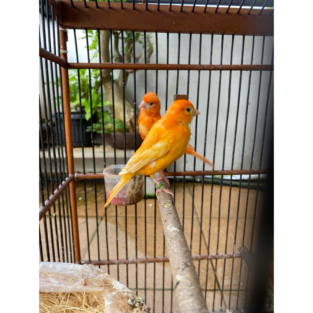 Sepasang Kenari Merlok