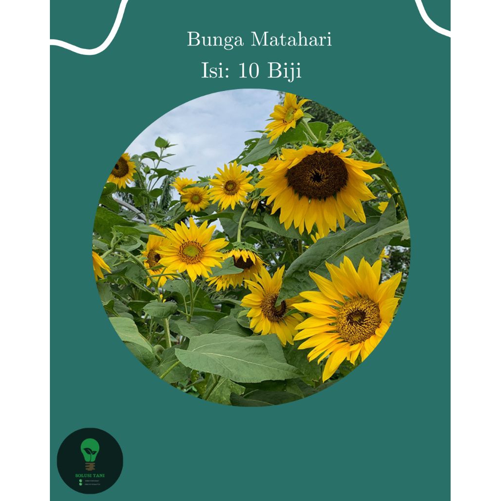 Bibit Bunga Matahari
