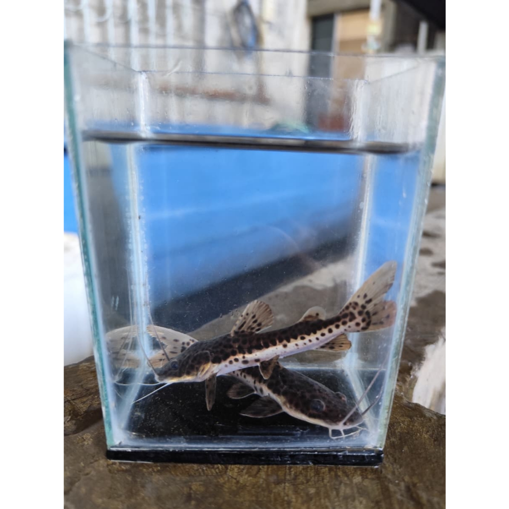 leopard catfish/leopard dekorasi akuarium