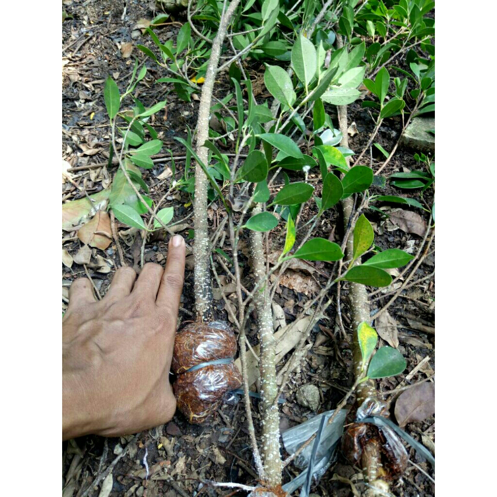 bibit kimeng paket 5 pohon