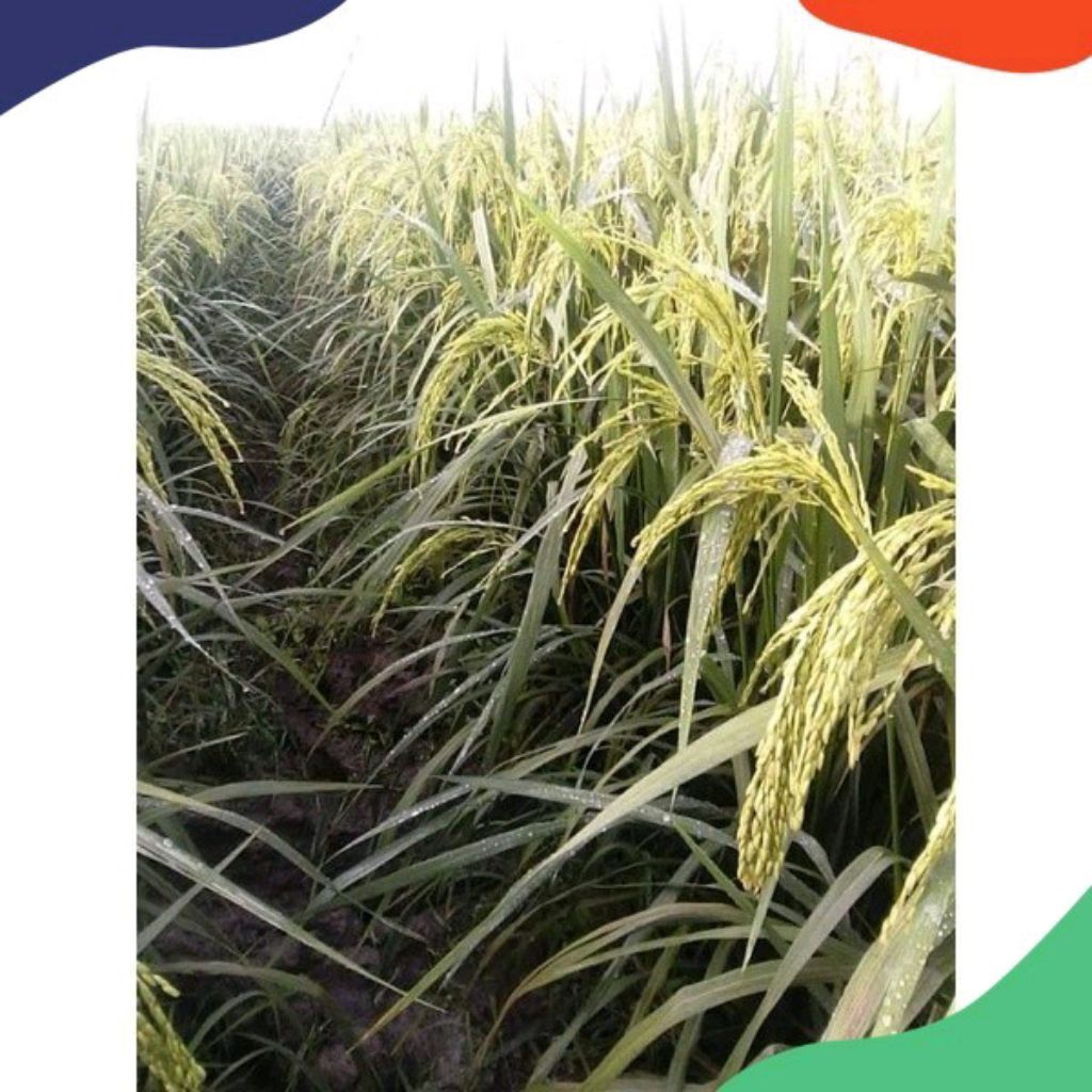 Benih Padi Terbaru Super Sterling BS-88 SHS 1 Kg