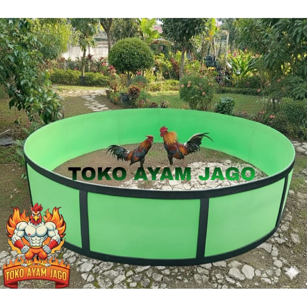 Ring ayam aduan geber ayam kalang ayam Diameter 3 meter karet spon 20mm termurah