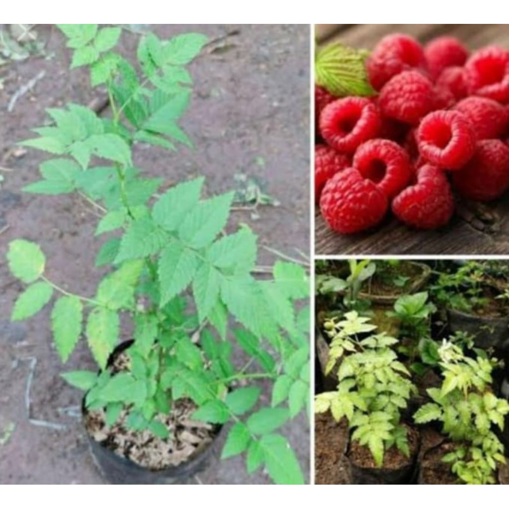 Bibit tanaman buah arben hutan /arben hutan merah