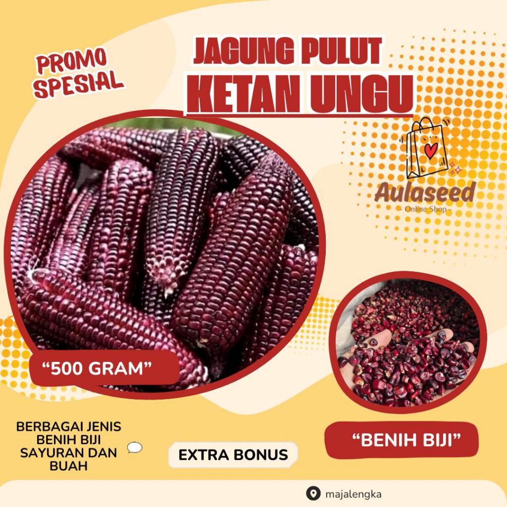 500 GRAM BIJI > BENIH JAGUNG KETAN UNGU>BIBIT JAGUNG PULUT UNGU