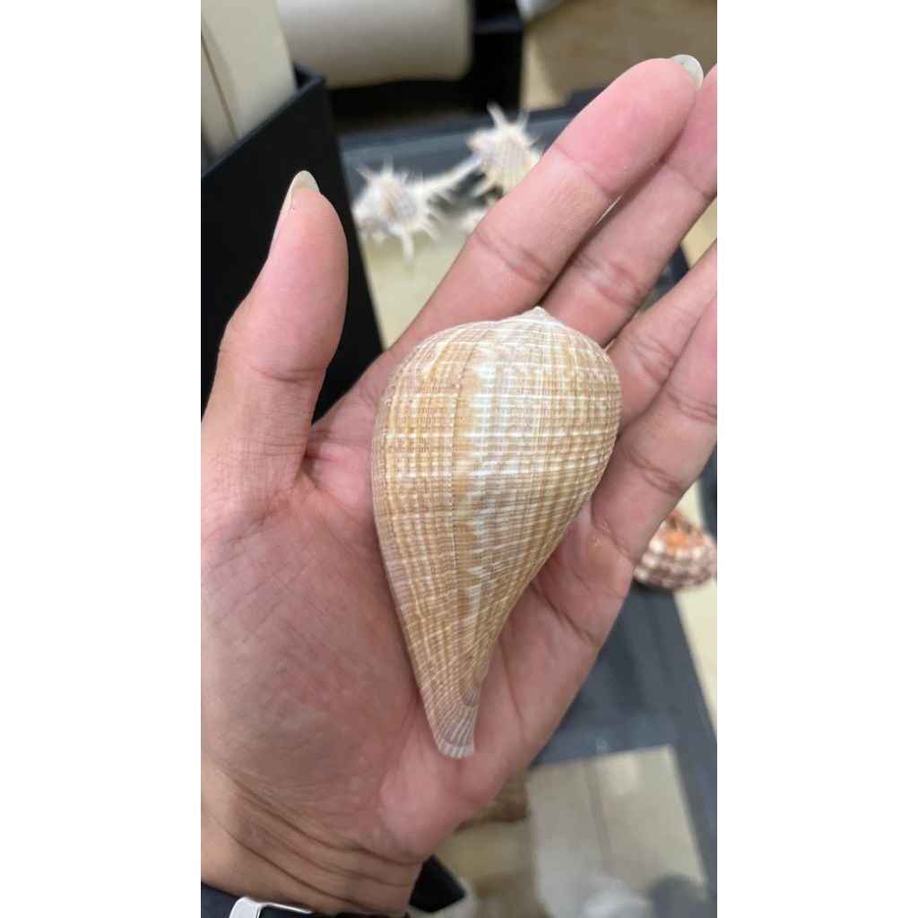 cangkang kelomang pichus