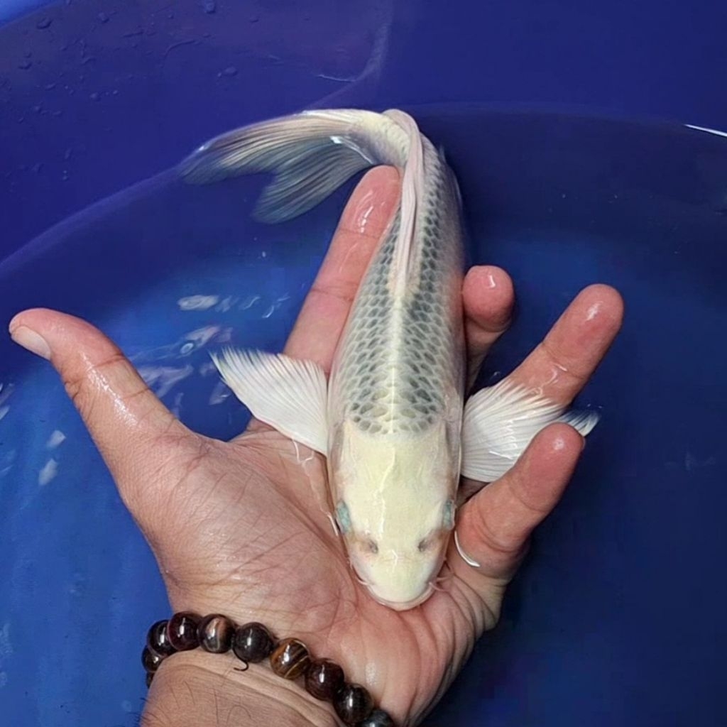 Ikan Koi Blitar Jenis Kumpay, Slayer / Rumah Koi Jakarta / kode 001