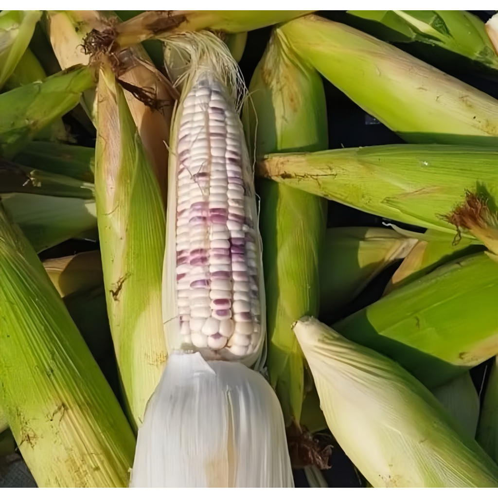Jagung Ketan Pulut / Jagung Ketan Pelangi / Jagung Ketan Nusantara 1Kg