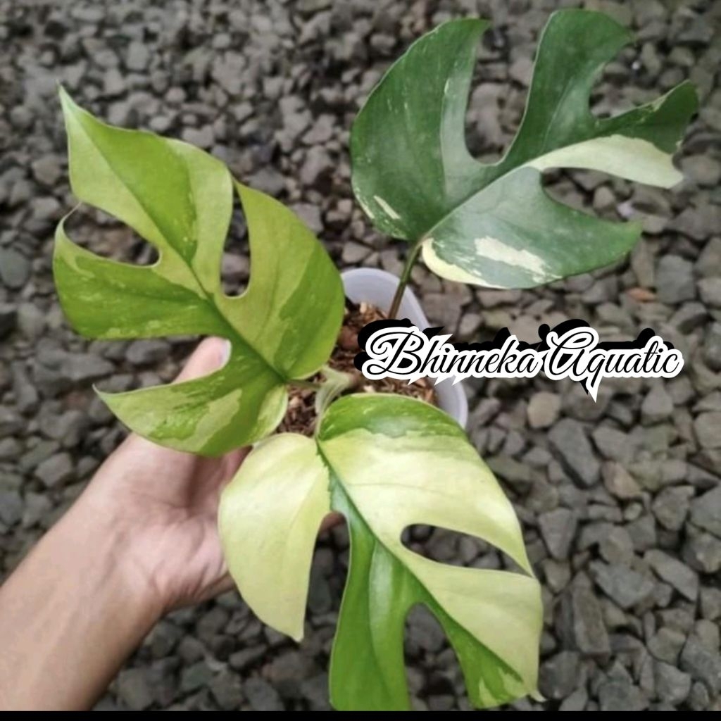 Tanaman Rhaphidophora Tetrasperma Mini Monstera Varigata Variegata Murah Ekonomis