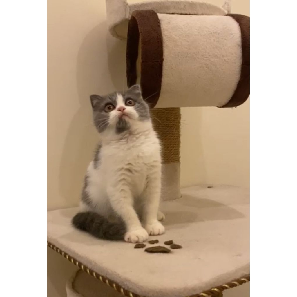 scootish fold betina