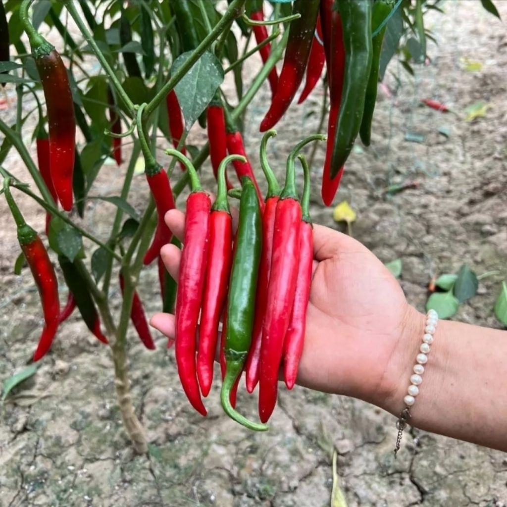 50 biji bibit cabe merah jumbo harga termurah kemasan Ecer