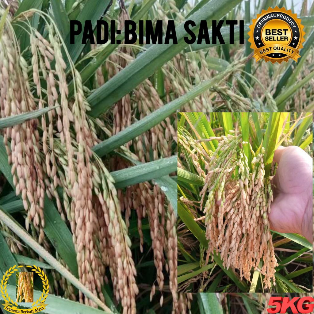 Bibit Benih Padi Bima Sakti Ultra Super Jumbo Kemasan 5Kg