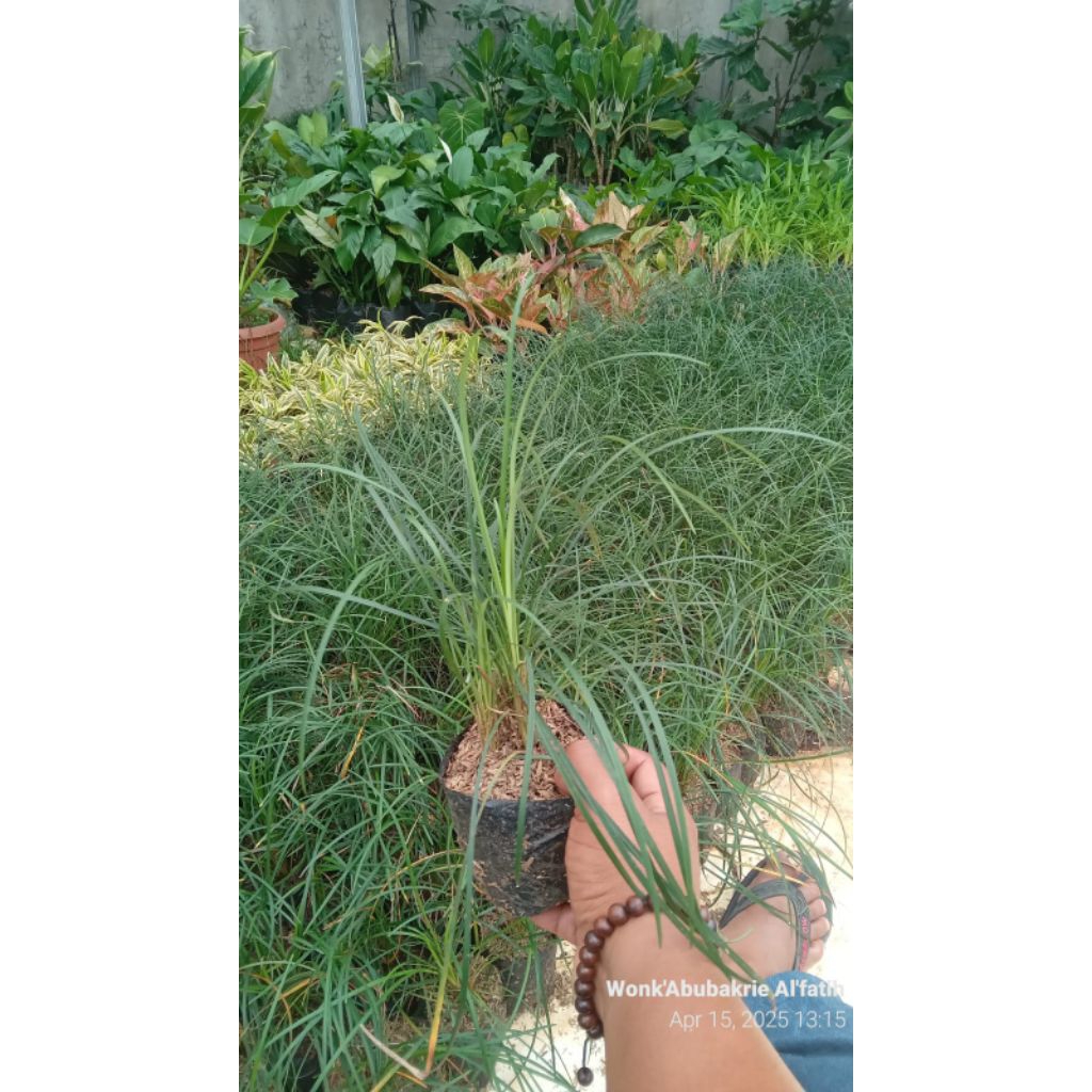 Kucai gondrong / Tanaman hias hidup kucai gondrong